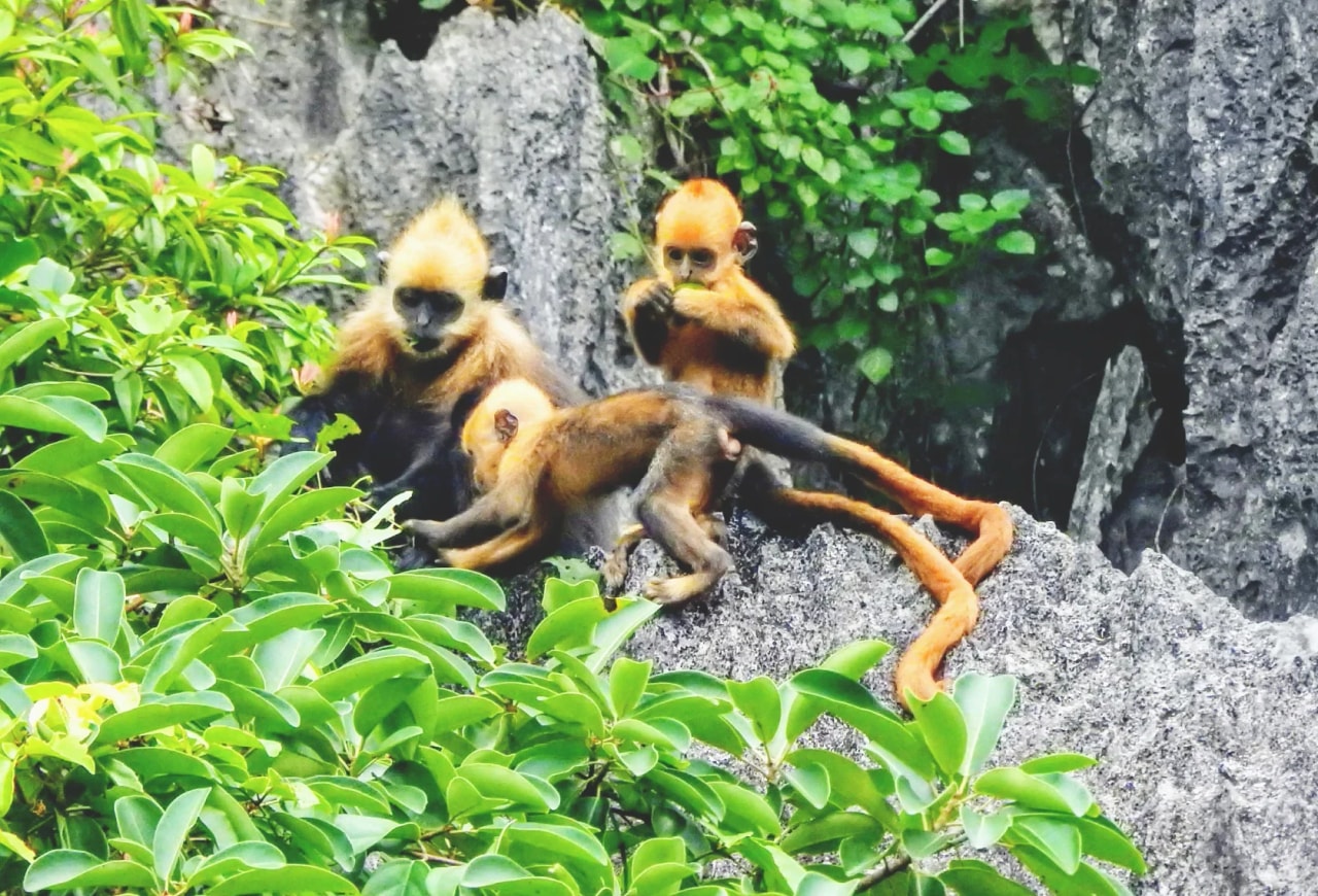 Cat Ba Langur