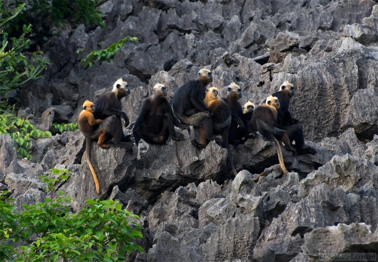 Cat Ba langur