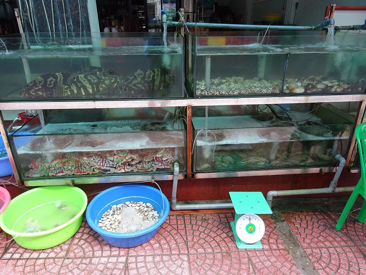 Seafood tanks and a weighing scale at a Cat Ba Town restaurant