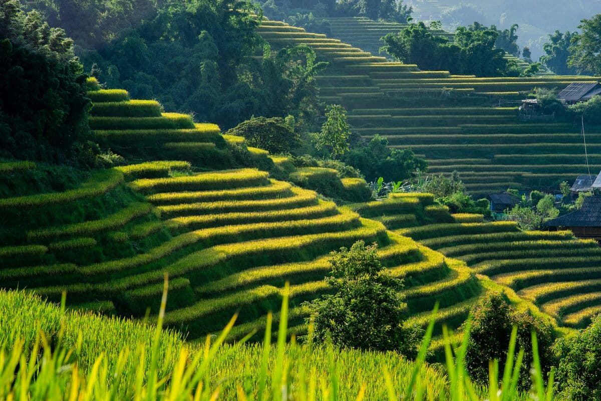 Sapa terraced rice fields cascading down a green mountainside