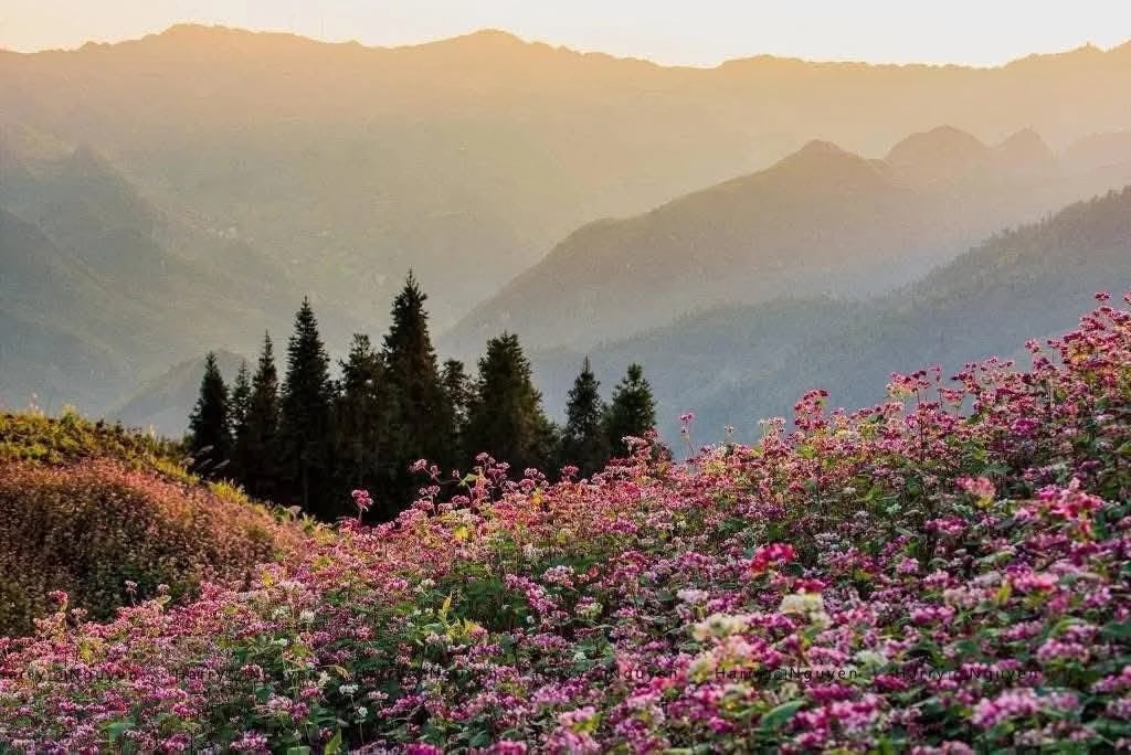 Buckwheat Flower Ha Giang