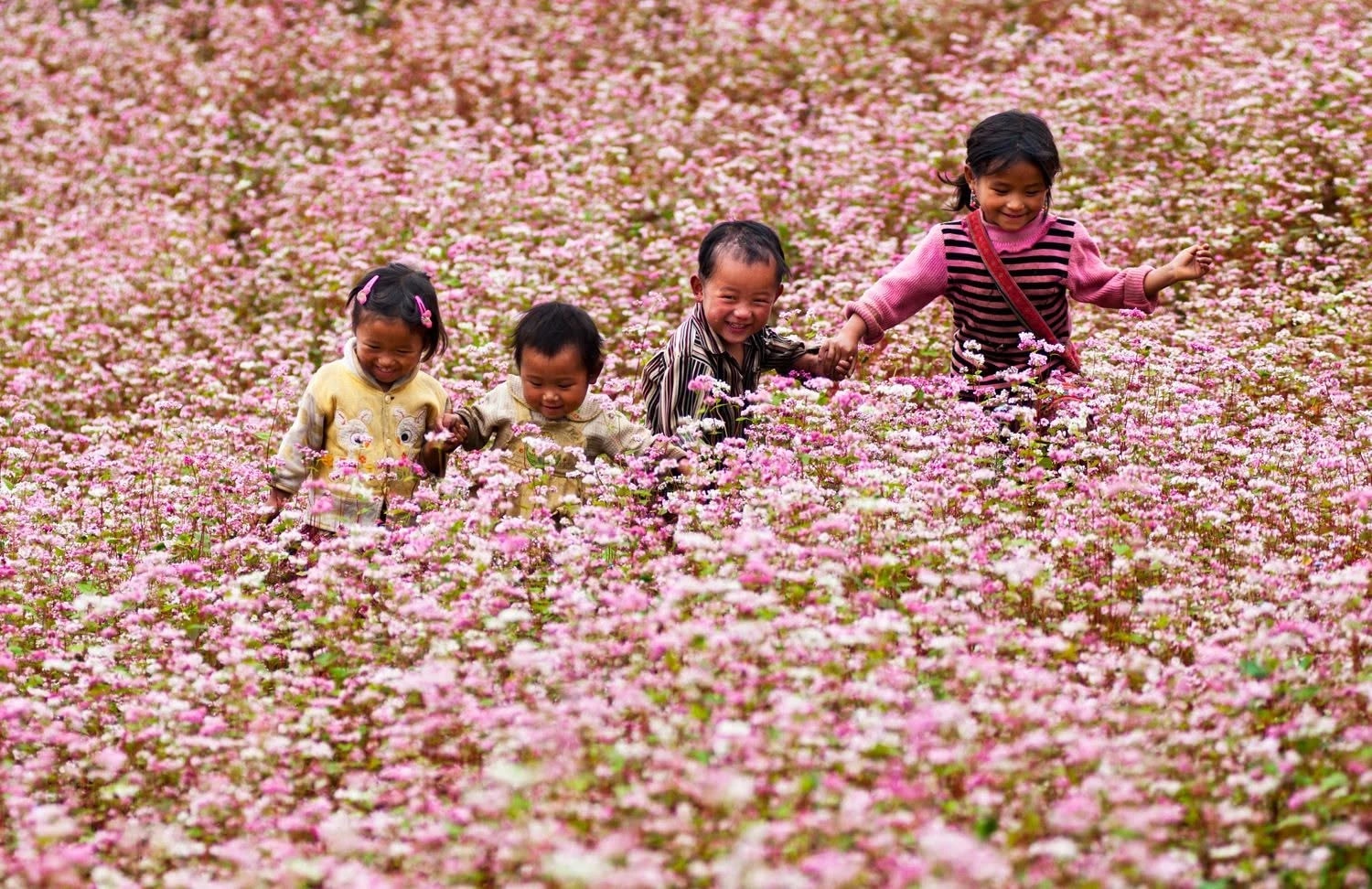 Ha Giang Buckwheat Flower