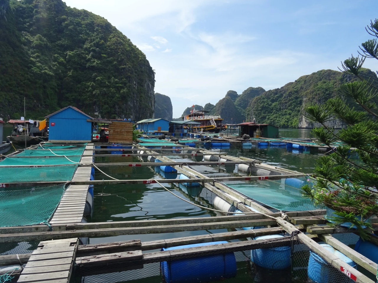 Floating houses and connected fish cages in Lan Ha Bay, photographed in 2018. This is a completed layout, not a building site.